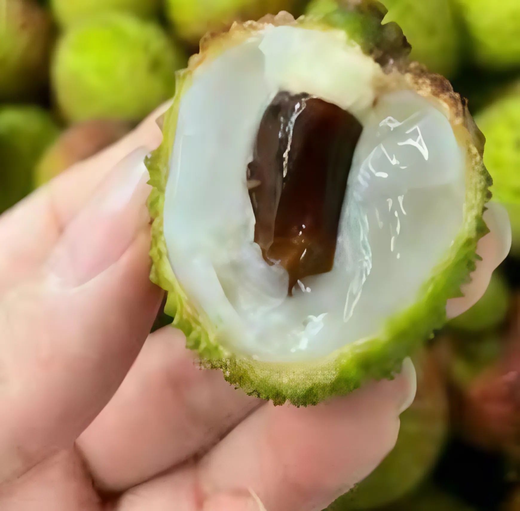 Nuez Peruana