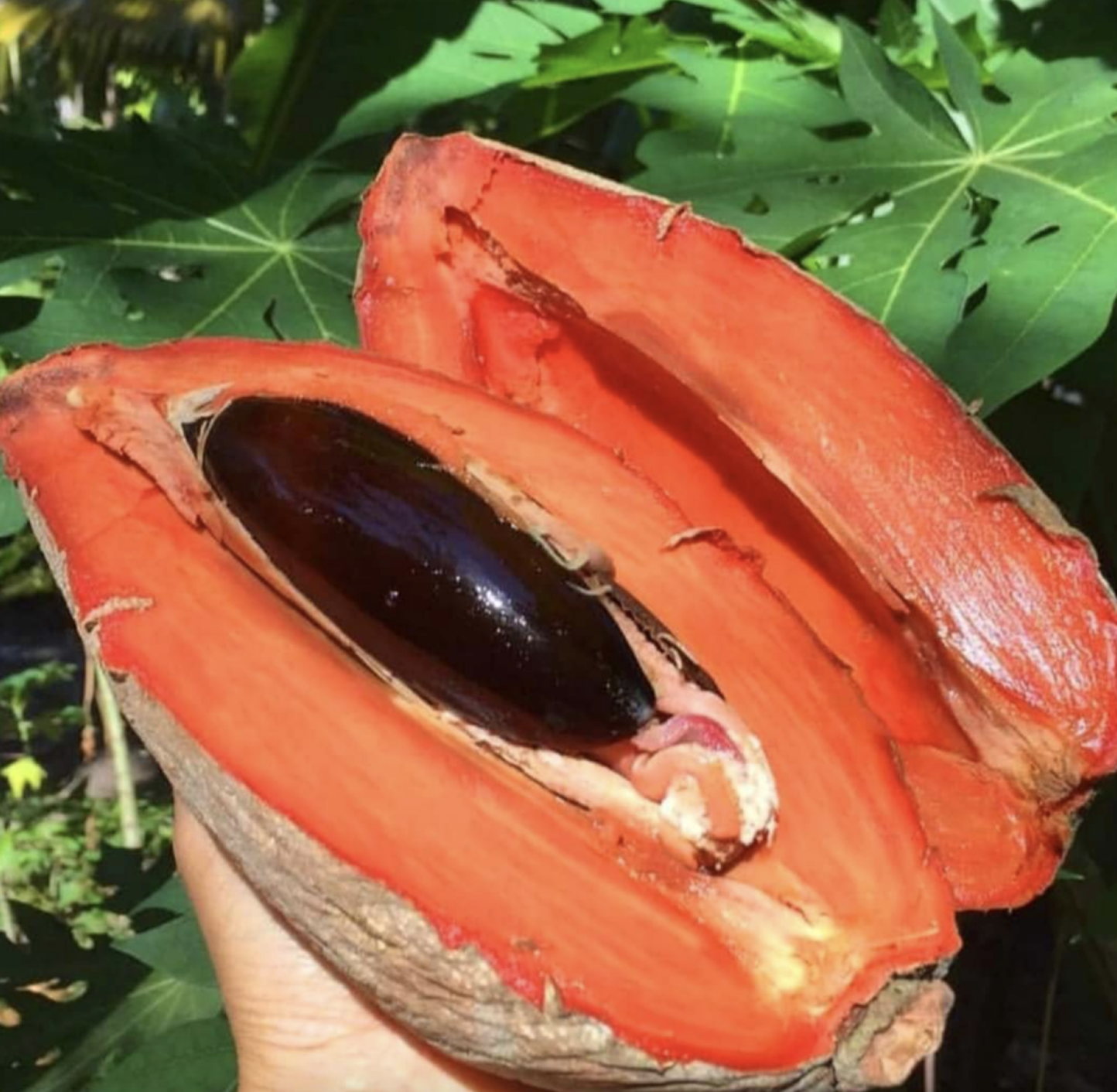 Fruto Sapote